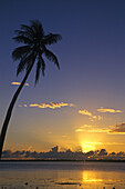 Das goldene Licht des Sonnenuntergangs beleuchtet den Horizont und spiegelt sich auf dem ruhigen Wasser des Ozeans mit einer silhouettierten Palme im Vordergrund,Cookinseln