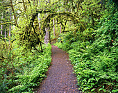 Ein Weg durch einen Wald mit üppigen Pflanzen und moosbedeckten Bäumen im Silver Falls State Park,Oregon,Vereinigte Staaten von Amerika