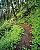 Ein Pfad durch einen üppigen Wald in der Columbia River Gorge, Oregon, Vereinigte Staaten von Amerika