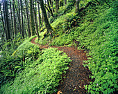 Ein Pfad durch einen üppigen Wald in der Columbia River Gorge,Oregon,Vereinigte Staaten von Amerika