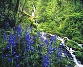 Wahkeena Falls mit üppigem Blattwerk und Wildblumen im Mount Hood National Forest in der Columbia River Gorge, Oregon, Vereinigte Staaten von Amerika
