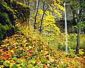 Farbenfrohes Herbstlaub und ein Wasserfall von einer hohen Klippe in einem Wald im Pazifischen Nordwesten, Oregon, Vereinigte Staaten von Amerika