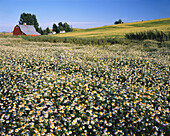 An abundance of daisies blossoming on a farm field behind a red barn and rolling hills,Palouse,Washington,United States of America