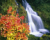 Leuchtende Herbstfarben im Mount Hood National Forest,Oregon,Vereinigte Staaten von Amerika