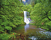 Waterfall and lush foliage in the Pacific Northwest,Oregon,United States of America