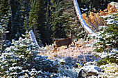 Ein Reh im schneebedeckten Herbstlaub im Paradise Park.  Der erste Schnee des Herbstes verleiht den Herbstfarben und den Rehen im Mount Rainier National Park, Washington, Vereinigte Staaten von Amerika, eine besondere Schönheit.