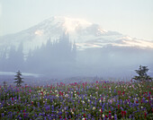 Nebel liegt über einer blühenden bunten Wiese und verdunkelt den Mount Rainier in der Morgendämmerung im Paradise Park des Mount Rainier National Park, Washington, Vereinigte Staaten von Amerika