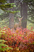 A deer stands looking alert and watchful towards the camera in a misty forest in autumn in Mount Rainier National Park,Washington,United States of America