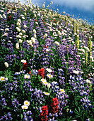Nahaufnahme einer Vielzahl bunter Wildblumen, die auf einer Wiese am Hang mit blauem Himmel auf dem Mount Rainier blühen, Mount Rainier National Park, Washington, Vereinigte Staaten von Amerika
