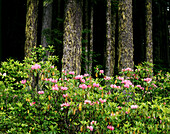 Blühende Wildblumen am Waldrand mit Blick in die Dunkelheit des dichten Waldes, Oregon, Vereinigte Staaten von Amerika