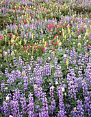 Nahaufnahme einer Vielzahl bunter Wildblumen, die auf einer Wiese blühen,Washington,Vereinigte Staaten von Amerika