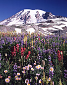 Eine Wiese mit einer Vielzahl von blühenden Wildblumen und dem schneebedeckten Mount Rainier im Hintergrund im Mount Rainier National Park,Washington,Vereinigte Staaten von Amerika