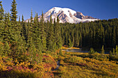 Mount Rainier with autumn colours in the meadow,forest and lake in Mount Rainier National Park,Washington,United States of America