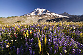 Wildflowers growing in an alpine meadow in Paradise Park on snow-capped Mount Rainier in the background,Mount Rainier National Park,Washington,United States of America