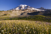 Wildflowers growing in an alpine meadow in Paradise Park with a snow-capped Mount Rainier in the background,Mount Rainier National Park,Washington,United States of America