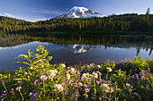 Wald und Mount Rainier spiegeln sich in einem See mit blühenden Wildblumen auf einer alpinen Wiese im Mount Rainier National Park, Washington, Vereinigte Staaten von Amerika