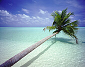 Palme lehnt über tropischem Ozeanwasser, Malediven