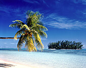 Palme, die sich über tropisches Wasser lehnt, an einem weißen Sandstrand mit einer kleinen Insel vor dem Ufer, Französisch-Polynesien