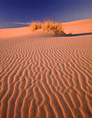 Ripples covered the surface of sand in an arid desert landscape against a bright blue sky and small tufts of grass