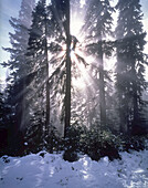 Sonnenlicht hinter silhouettierten immergrünen Bäumen, die Lichtstrahlen auf den Mount Rainier schicken, Mount Rainier National Park, Washington, Vereinigte Staaten von Amerika