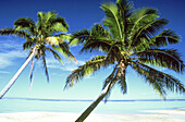 Palmen, die sich von einem weißen Sandstrand aus in das türkisfarbene Wasser des tropischen Ozeans erstrecken, Cook-Inseln