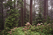 Nebel im Mount Hood National Forest mit blühenden Rhododendren im Vordergrund,Oregon,Vereinigte Staaten von Amerika