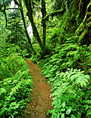 Ein Wanderweg führt durch das üppige grüne Laub in einem Wald in der Columbia River Gorge, Oregon, Vereinigte Staaten von Amerika