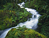 Gewundener Bach über moosbewachsene Felsen und üppiges grünes Laub am Mount Jefferson, Oregon, Vereinigte Staaten von Amerika