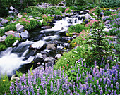 Vielzahl blühender Wildblumen neben einem Wasserfall im Mount Rainier National Park,Washington,Vereinigte Staaten von Amerika