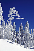 Schwer mit Schnee beladene Bäume in einem Wald im Mount Hood National Forest, Oregon, Vereinigte Staaten von Amerika