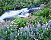 Kaskadierendes Wasser über Felsen und eine Vielzahl von blühenden Wildblumen im Vordergrund im Mount Rainier National Park, Washington, Vereinigte Staaten von Amerika