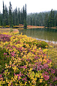 Lebendiges Herbstlaub im Mount Rainier National Park, Washington, Vereinigte Staaten von Amerika