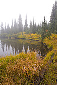 Herbstliche Laubfärbung im Nebel im Mount Rainier National Park,Washington,Vereinigte Staaten von Amerika