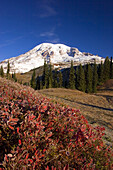 Mount Rainier on a bright,clear day in autumn with frost on the foliage in the foreground in Mount Rainier National Park,Washington,United States of America