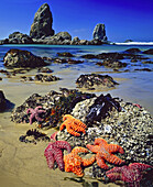 Rote und orangefarbene Seesterne klammern sich bei Ebbe an einen Felsen an einem Strand entlang der Küste von Oregon mit schroffen Felsformationen, den sogenannten "Needles", im Hintergrund, Cannon Beach, Oregon, Vereinigte Staaten von Amerika
