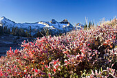 Rugged peaks of the Tatoosh Range with snow against a blue sky and frost on the autumn coloured foliage in the foreground,Mount Rainier National Park,Washington,United States of America