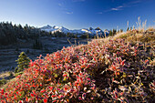 Rugged peaks of the Tatooth Range with snow against a blue sky and frost on the autumn coloured foliage in the foreground,Mount Rainier National Park,Washington,United States of America