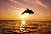 Delfin, der bei Sonnenuntergang aus dem Wasser springt, wobei Wassertropfen von der Meeresoberfläche spritzen und das goldene Sonnenlicht reflektiert wird, Karibik