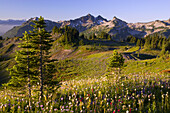 Colourful blossoms on a mountainside meadow with the peaks of the Tatoosh Range in the background,Mount Rainier National Park,Washington,United States of America