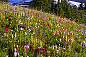 Colourful blossoms on a mountainside meadow with snow on the mountains in the background
