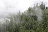 Niedrige Wolken über dem immergrünen Wald mit einem Wasserfall in der Ferne im Mount Rainier National Park, Washington, Vereinigte Staaten von Amerika