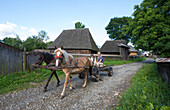 Traditionell gekleidete Männer in Pferd und Wagen auf der Dorfstraße eines traditionellen Dorfes, Siebenbürgen, Breb, Kreis Maramures, Rumänien