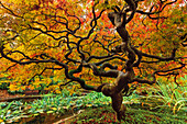 Japanese Maple,Tree of Hope,Vancouver,British Columbia,Canada