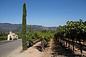 Grape vineyards fill the Napa Valley near Castello di Amorosa winery.,Silverado Trail,Napa Valley,California