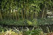 The bamboo and stream that inspired artist and painter Monet,at his home.,Giverny,France