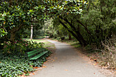Eine Bank entlang eines bewaldeten Weges durch den Golden Gate Park,Golden Gate Park,San Francisco,Kalifornien