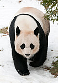 A giant panda bear plays in the snow.