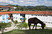 Ein Pferd grast auf dem Gras vor den Häusern einer Gemeinschaft von Künstlern und Missionen, die auf einem Hügel außerhalb von Havanna stehen,Havanna,Kuba
