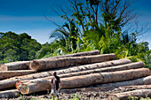 Felled timber in Mou Lagoon,Morobe Province, Papua New Guinea,Morobe Province,Papua New Guinea