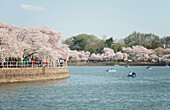 Touristen fahren in Tretbooten während der Kirschblüte im Tidal Basin von Washington, D.C..